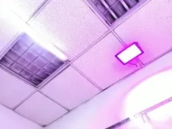 Amateur Adult Video Chat of ZoeSwam