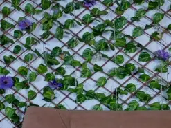 Amateur Live Sex Cam of kloe_bella