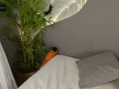 Amateur Sex Cam of Mia_Lacy