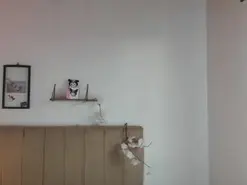 Amateur Free Porn Cam of Roxanne1