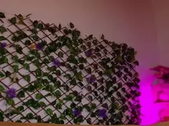 Amateur Live Porn of melody_cute