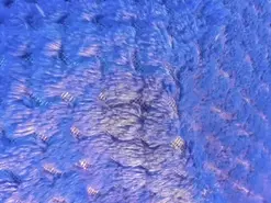Amateur Live Porn of samantha_offici