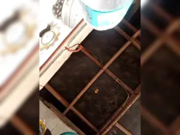 Bongacams Adult Webcam of Asiankitties