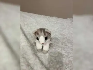 Bongacams Free Live Porn of -Bunya-