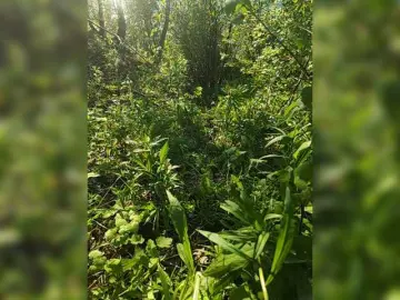 Bongacams Sex Chat of Hotpepper-Sweetpepper