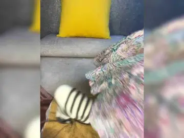 Bongacams Nude Webcam of Milkkksheik-981