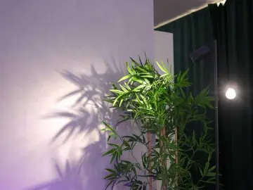 Bongacams Live Sex of ArtTeasee