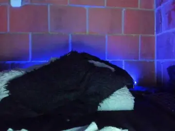 Bongacams Live Porn of cata-anngel