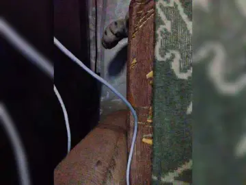 Bongacams Nude Webcam of Isabel-LM