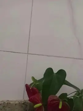 Cam4 Sex Cam of GiganteOMenino