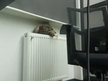 Cam4 Sex Cam of samsam_sex