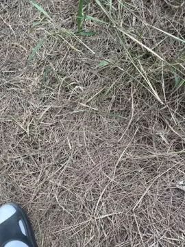 Cam4 Free Porn Cam of suwolanpa