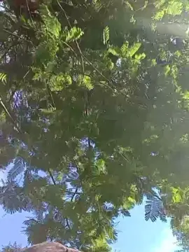 Cam4 Live Porn of Fsst4