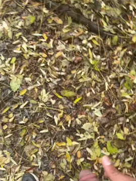 Cam4 Private Sex Chat of porcobg18