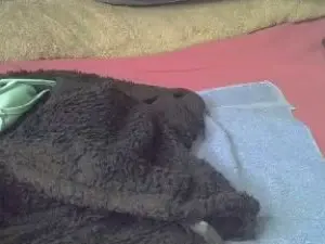 Cam4 Watch Live Sex Cams of Polly_candy