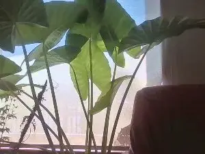 Cam4 Best live sex cam show of elfrutass