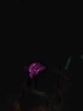 Cam4 Adult Webcam of morena652