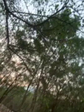 Cam4 Live Porn of Outdoorsd