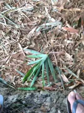 Cam4 Sex Cam of Batetoro