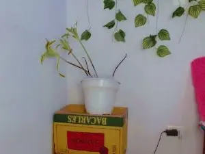 Cam4 Nude Webcam of SabrinaOlson