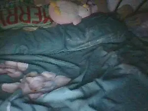 Cam4 Live Sex of Yless