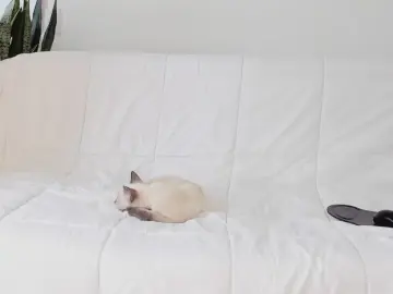 Cam4 Live Sex of JuanDiegoKiing