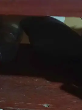 Cam4 Best Webcam of Anashee