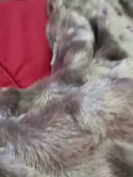 Cam4 Live Porn of ZeTelhados