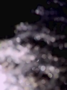 Cam4 Live Sex Cam of Ladyboyforyou