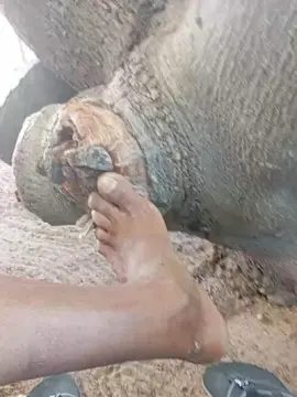 Cam4 Free Porn Cam of PAuzudomf