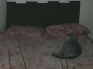 Cam4 Watch Live Sex Cams of CuteeeGirl