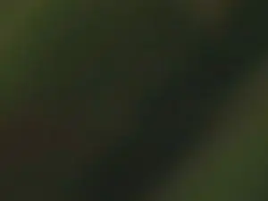 Cam4 Live Sex of Bomvemcam