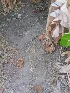 Cam4 Free Porn Cam of Blackmasterpiss