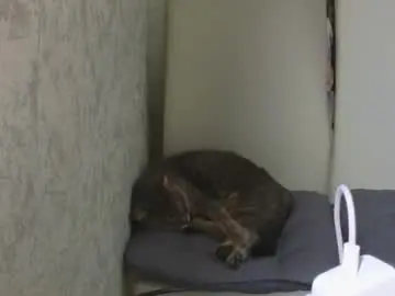 Chaturbate Adult Webcam of mia___lunaa