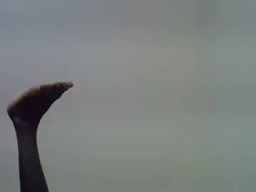 Chaturbate Live Sex of clive_damian