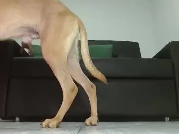 Chaturbate Sex Chat of alpha_pprs