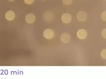 Chaturbate Nude Webcam of jeniferji