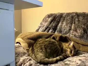 Chaturbate Sex Chat of hottiewithabody101