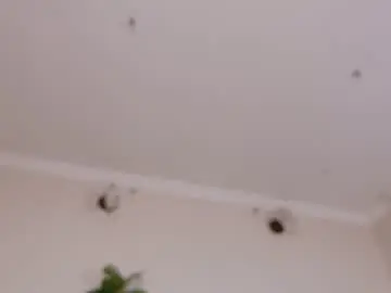 Chaturbate Sex Cam of karinaprincess_