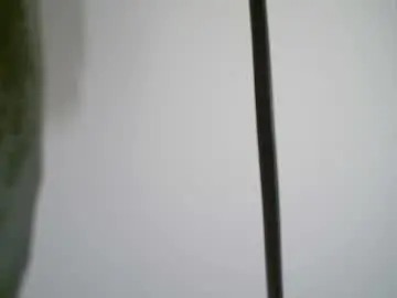 Chaturbate Adult Webcam of black_tentationx