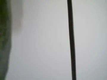 Chaturbate Live Porn of black_tentationx
