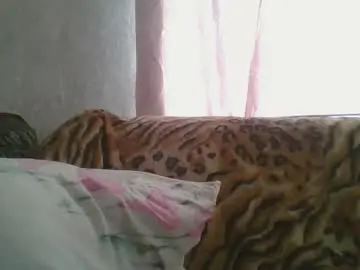 Chaturbate Adult Webcams of skyressie333