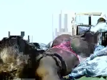Chaturbate Adult Webcam of bree_shania