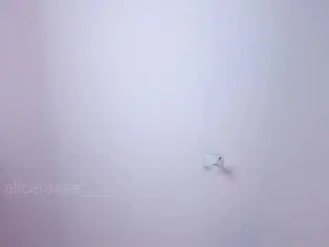 Chaturbate Best Webcam of alicerosee___