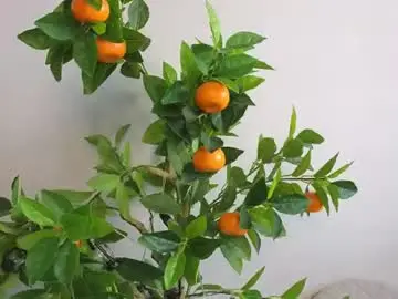 Chaturbate Live Sex Cam of beauty_fuel