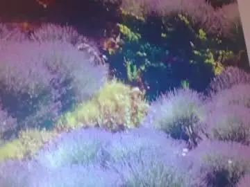 Chaturbate Adult Video Chat of hornyasfuckk33