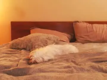 Chaturbate Best live sex cam show of andrasweetie