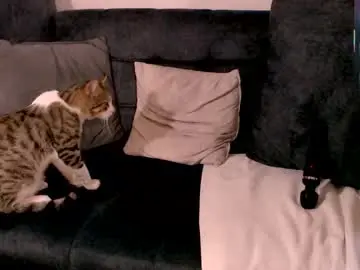 Chaturbate Best live sex cam show of sugarbb3