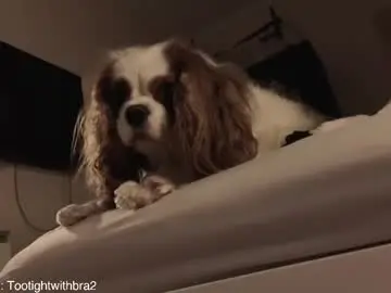 Chaturbate Sex Cam of tootightwithbra