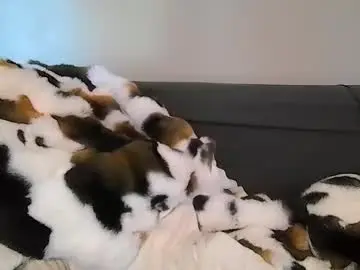 Chaturbate Watch Live Sex Cams of alliebearx